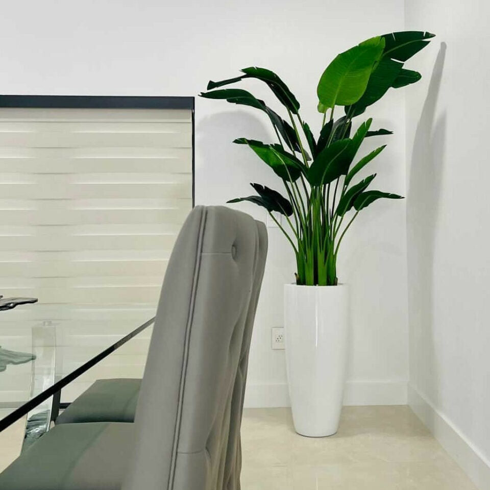Bird of Paradise Plant 7 Feet with Dax Pot L