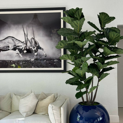 30″ Blue Globe Vase with Fiddle Leaf Fig
