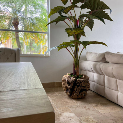 Large teak bowl with Alocasia plant