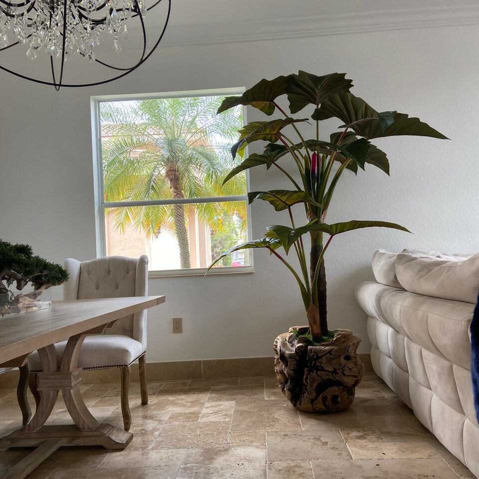Large Teak Wood Bowl with Alocasia Plant