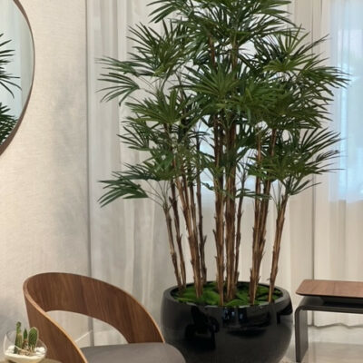 Black Terragona Pot with Lady Palm
