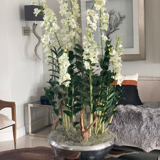 Avenue Flower Box with Dendrobium Orchids